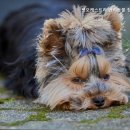 펫오케스트라 반려동물장례식장 이미지