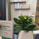 살롱드 봄 헤어 이미지