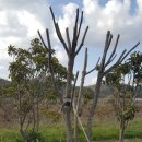 황칠나무집 이미지