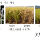 이삭 RPC 이미지