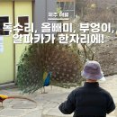 원앙목장 | 제주동물체험 화조원 :: 아이동반 체험프로그램 총정리