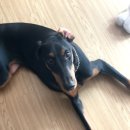 하이텍스파인 이미지