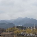 250316 광양 매화축제+구례 산수유축제 이미지