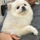 개, 이쁘다 이미지