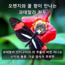 과테말라 라 쿠풀라 버번 허니 커피원두, 특징과 선택 기준 정리 이미지