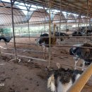 강인한농장 이미지