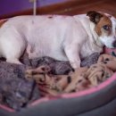 민락동물병원 이미지