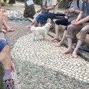 유토피아 오토캠핑장 | 둔산동 떡반, 상소동 산림욕장 강아지, 낫또마요토스트, 차지키소스, 피자토스트, 당근계란김밥