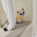 메종드센텀 | 광안리 근처 고양이분양 추천, 메종 드 네코 센텀본점 방문후기