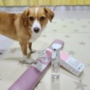 펫 노리터 이미지