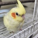 앵무세상 이미지