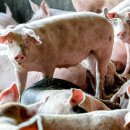 화성양돈 이미지