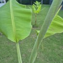 호프나라 이미지