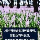 9월 서천독서가치 | 서천 장항송림자연휴양림 맥문동꽃. 장항 스카이워크, 송림 동화 브라운 핸즈 카페 후기