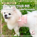 오브제패션 | 강아지인식표 추천｜우리 아이만의 니어블리 오브제 네임텍 후기