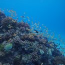 플레이 키즈 스윔 | [세부 6편] 샹그릴라는 수영이 8할! 물놀이 총정리｜오션윙풀·메인풀·키즈풀·해변(아이랑 꿀팁)