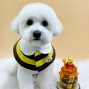 도그마 펫살롱 이미지