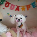 개 이쁘개 이미지