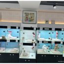 리얼독스쇼룸 | 장항동애견분양 리얼독스, 맞춤형 분양 서비스 후기