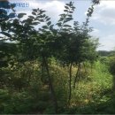 시묘보건진료소 이미지