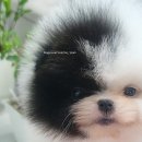 No.1 POM 이미지