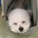 아가삐 이미지