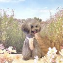마이독프리미엄펫스튜디오