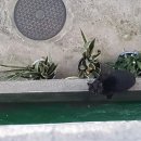 나비야 cat 이미지