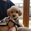 펫살롱 헤아림 이미지