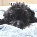 빵댕이넷 이미지