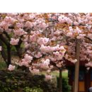 4월 22월 각원사 / 문수사/개심사 수양/겹벚꽃 이미지