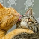 그루밍 하니 이미지