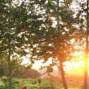 서울대학교 농업생명과학대학 실험목장 | [여행] 멀리 갈 필요 없는 가을꽃 명소! 수원 탑동시민농장 댑싸리, 코스모스 완전 정복