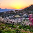 🌺🍒에서가 장자의 명분을 팔다 이미지