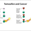 항 에스트로겐 제제 - 유방암 항암제(타목시펜) 이미지