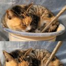 충남종합동물병원 이미지