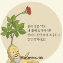 불광인삼