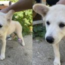 하얀강아지 이미지