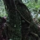 곶자왈 환상숲 전경 이미지