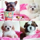 삼성플러스관광(주) 이미지