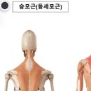 목디스크, 측만증, 목통증 승모근(등세모근) 해부학 공부하기 이미지