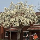 하얀꽃어린이공원 | 용산공원 벚꽃 개화 상황 2026 ｜ 미군기지 목련 실시간 후기(26.03.27 기준 목련 100% 만개)