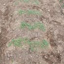 옹심이팥죽 이미지