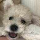 도그마루 노원점 이미지