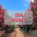 보다더펜션 도담(3동) | 제주도 가볼만한 곳 추천｜카멜리아힐 후기 + 제주 다담채 펜션에서 자차 30분 코스