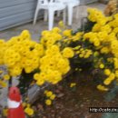 만능효소 이미지