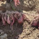 "내 평생 처음"…울산서 고구마 70개 달린 뿌리 발견 이미지