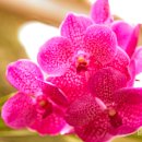 내가 제일 좋아하는 올키드 : Vanda Orchids 이미지