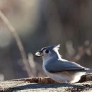 미국박새(Tufted Titmouse) - 미시간 이성길 작 이미지
