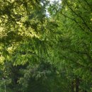 순창 메타세콰이어길 이미지